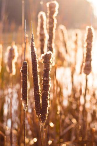 Autumn Cattails