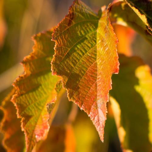 Autumn Color