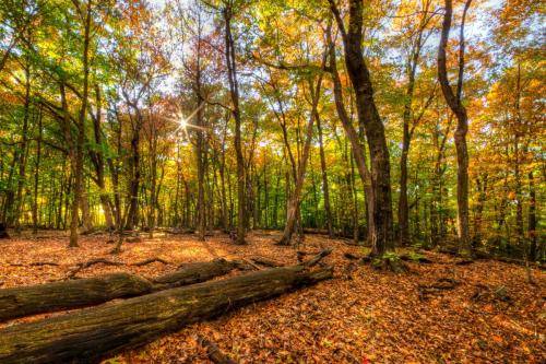 Autumn Forest HDR