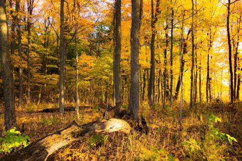 Autumn Forest Scene