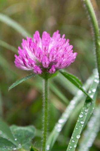 Autumn Pink Wildflower