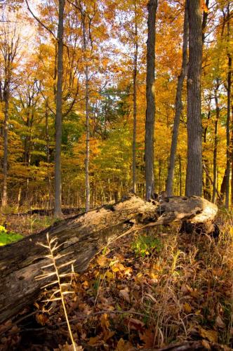 Autumn Woods