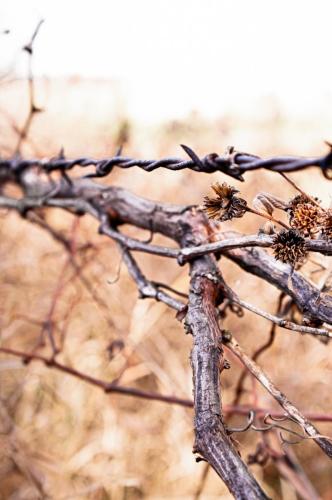 Barbed Wire Vines