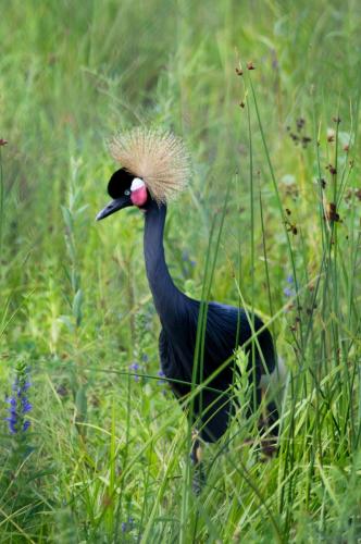 Black Crownded Crane at International Crane Foundation