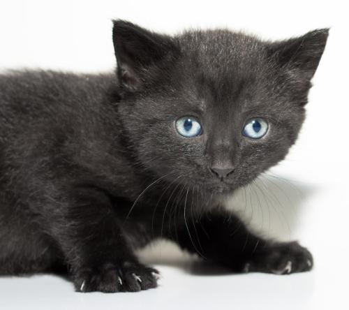 Black Kitten