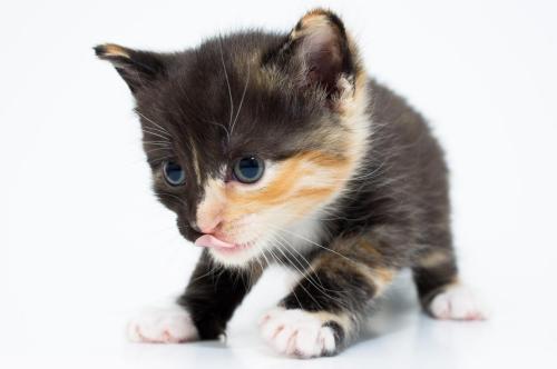 Black White  Cream Kitten Lick