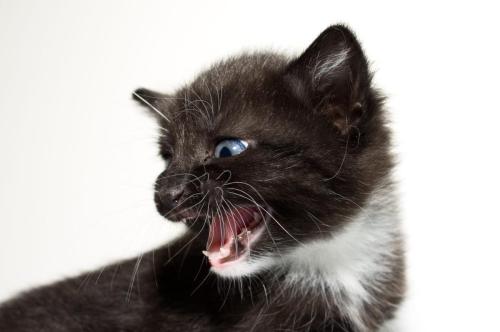 Black  White Kitten Complaining