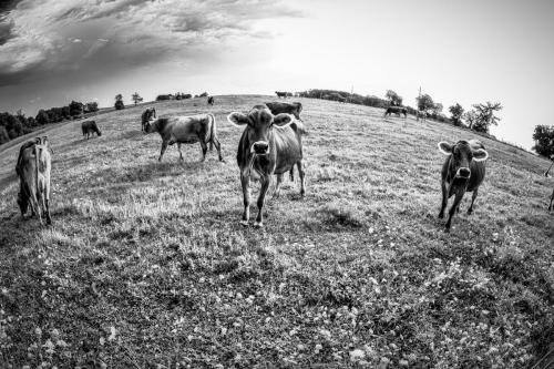 Black and White and Brown Swiss