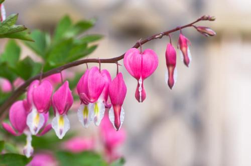 Bleeding Heart