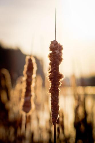 Cattails