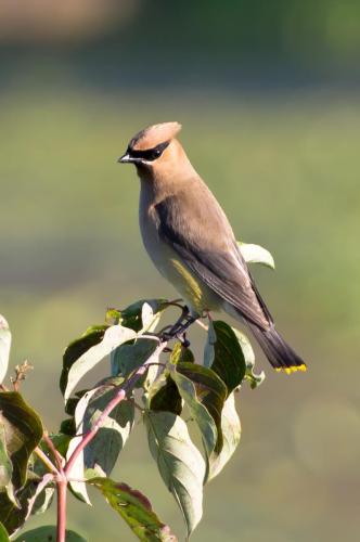 Cedar Wax Wing