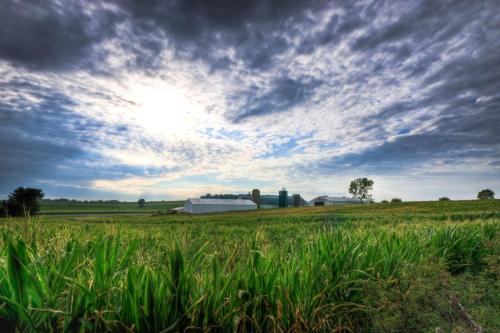 Clouds Break Above The Corn