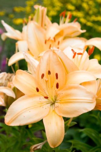 Cream Summer Lilies