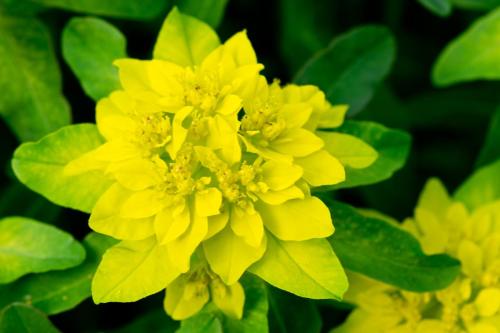 Cushion Spurge