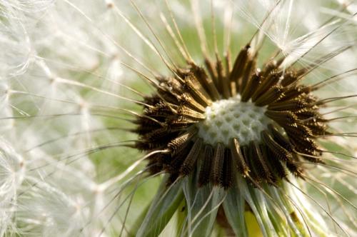 Dandelion Seed Closeup