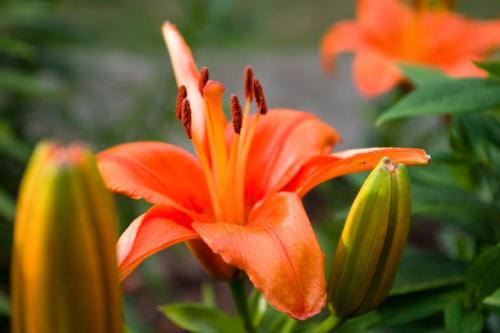 Dark Orange Summer Lilies