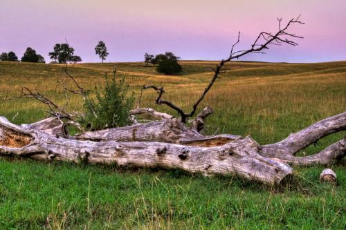 Dead Tree Pasture