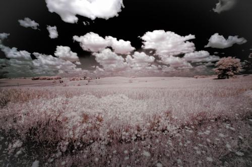 Farm Field  Sky Infrared WIDE