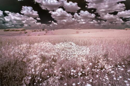 Farm Field  Sky Infrared