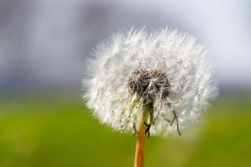 Fluffy Dandelion