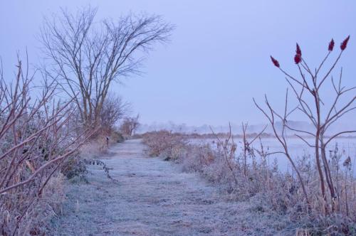 Fog  Frost Along The Path