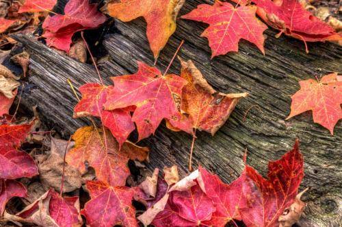 Forest Floor Autumn Reds