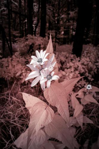 Forest Flower Infrared