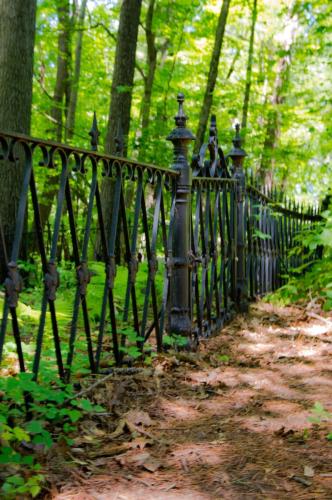 Forgotten Fence in the Woods