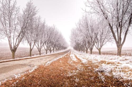 Frosty Tree Drive