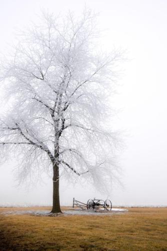 Frosty Tree