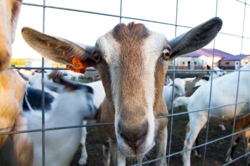 Goats Love Cameras