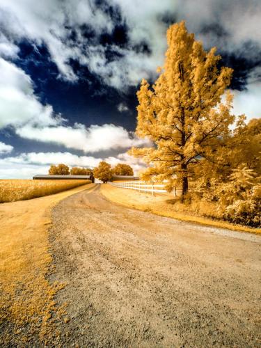 Golden Fenced Lane