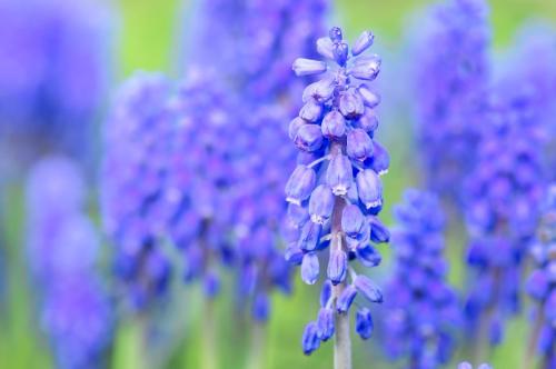 Grape Hyacinth