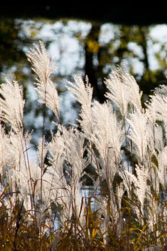 Grass Plumes by the River