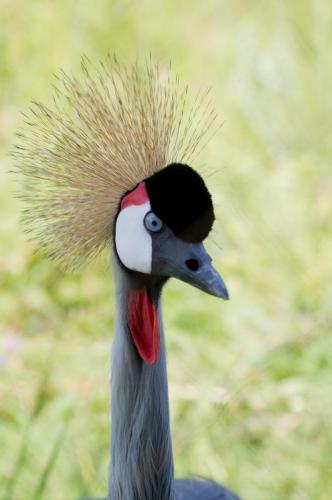 Grey Crowned Crane