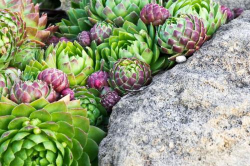 Hens and Chicks on the Rocks