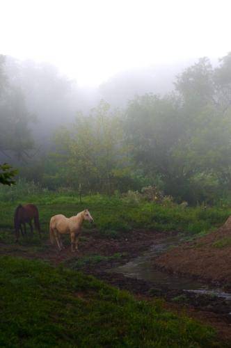 Horses In The Fog