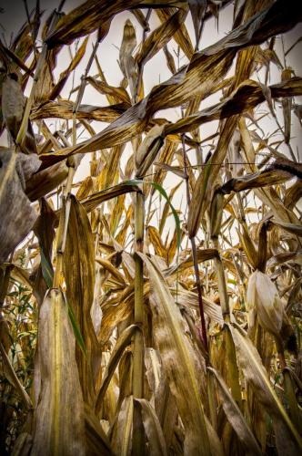 Inner Corn Views