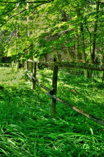 Island Forest Fence