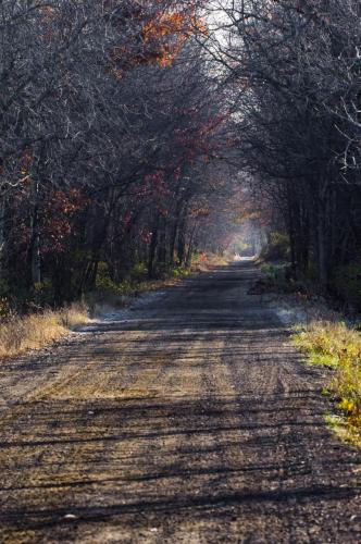 Late Autumn Trail