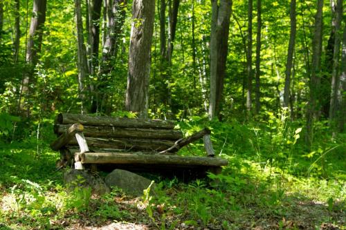 Lonely Forest Bench - Washington Island, WI