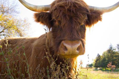 Longhair Cow