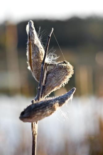 Milkweed Memory