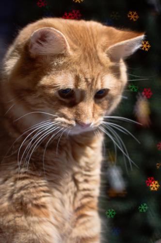 Milo in Front of the Tree