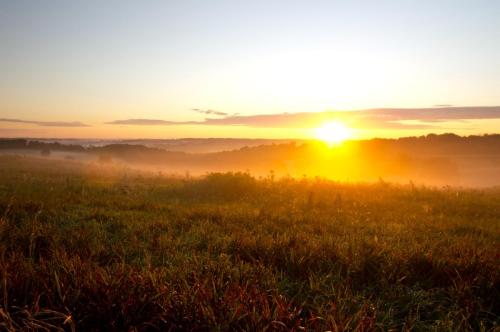 Morning Field