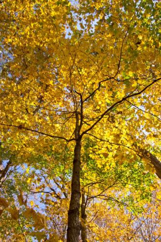 October Canopy