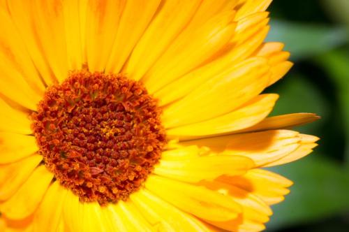 Orange Autumn Flower