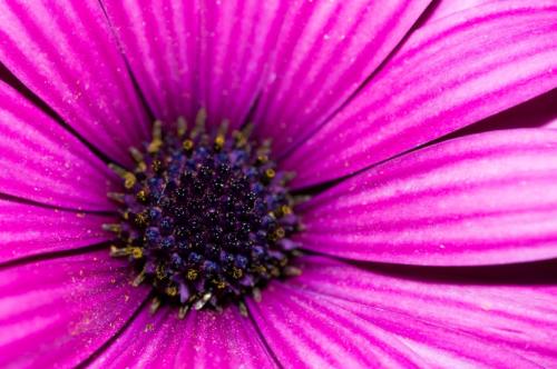 Pink Autumn Flowers 2