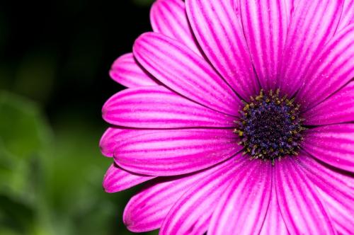 Pink Autumn Flowers