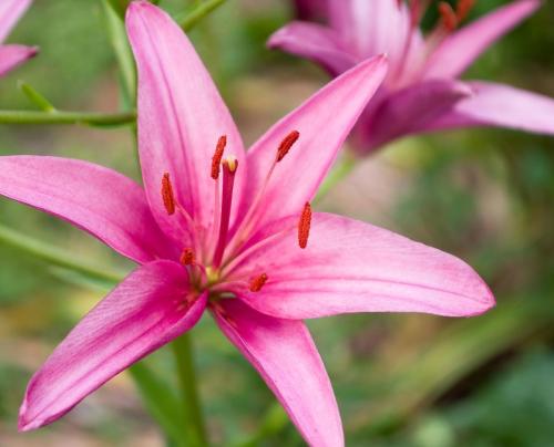 Pink Lilies